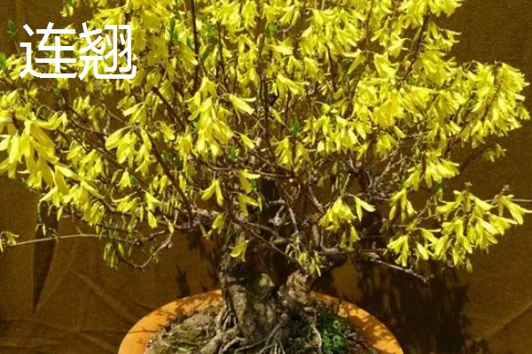 连翘和迎春花有什么区别，前者是连翘属、后者是素馨属