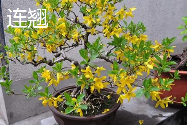 连翘和迎春花有什么区别，前者是连翘属、后者是素馨属