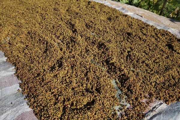 玉竹怎么繁殖，可播种或栽植根茎