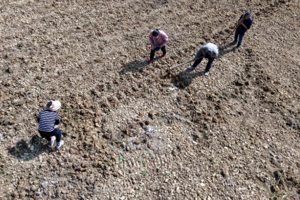 玉竹怎么繁殖，可播种或栽植根茎