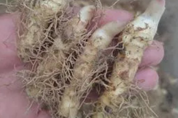 玉竹怎么繁殖，可播种或栽植根茎