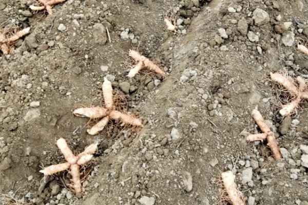 玉竹怎么繁殖，可播种或栽植根茎