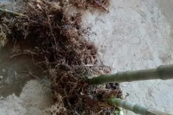 玉竹怎么繁殖，可播种或栽植根茎