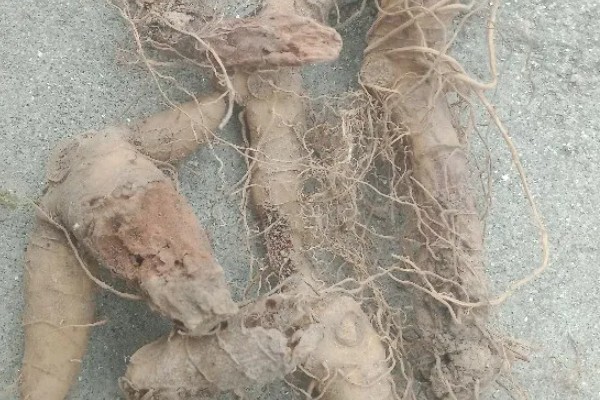 玉竹怎么繁殖，可播种或栽植根茎