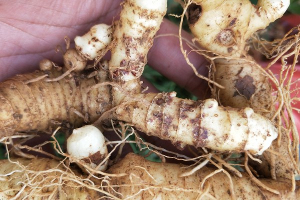 玉竹怎么繁殖，可播种或栽植根茎