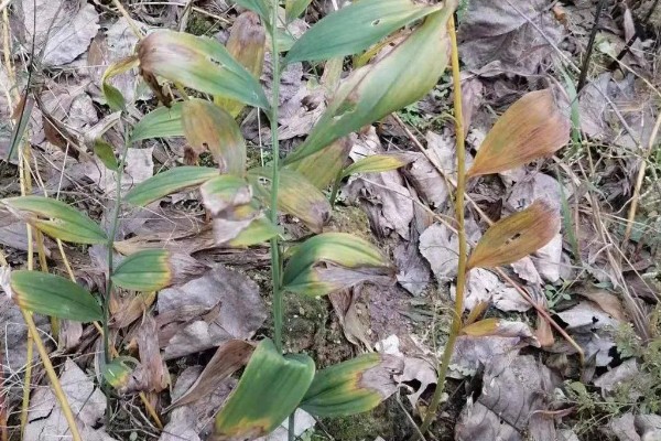 玉竹怎么繁殖，可播种或栽植根茎