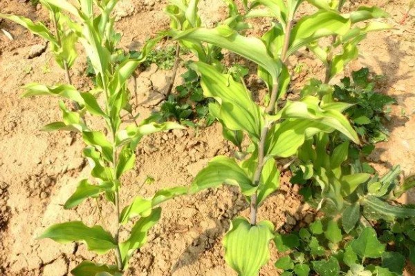 玉竹怎么繁殖，可播种或栽植根茎