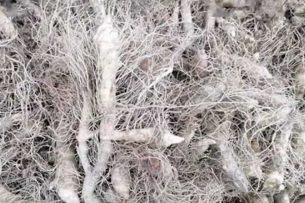 玉竹怎么繁殖，可播种或栽植根茎