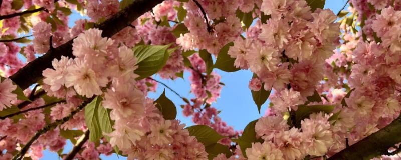 樱花为什么先开花后长叶，花芽对温度的需求更低