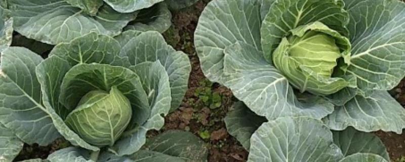 甘蓝的种植时间，春季和秋季均可种植