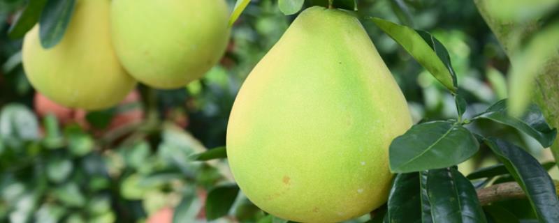 柚子的产地在哪里，在广东、浙江、广西等地