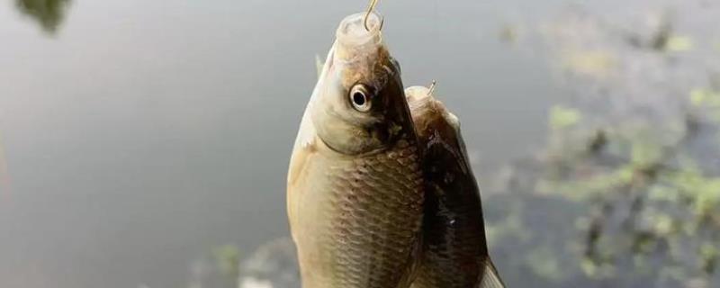 钓大鲫鱼用什么饵料好，建议选择素饵