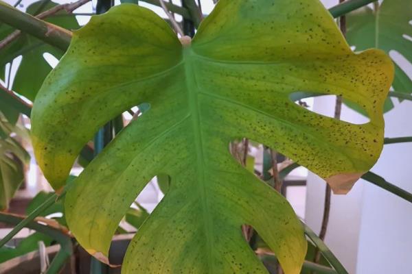 龟背竹叶片发黄的原因及解决方法，可能是土壤粘性较重所致