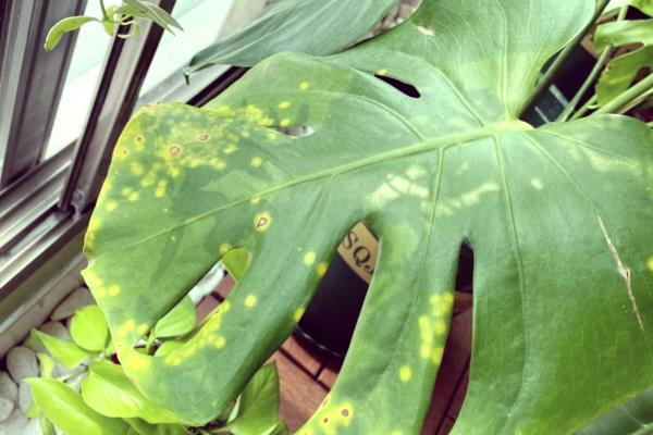 龟背竹叶片发黄的原因及解决方法，可能是土壤粘性较重所致