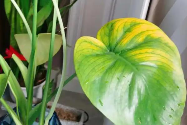 龟背竹叶片发黄的原因及解决方法，可能是土壤粘性较重所致