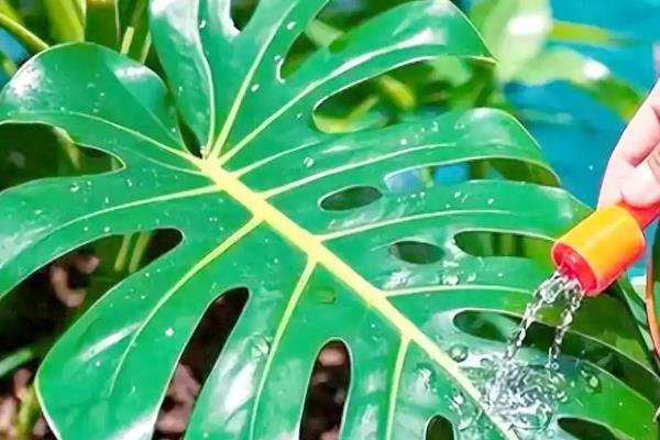 龟背竹叶片发黄的原因及解决方法，可能是土壤粘性较重所致