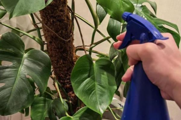 龟背竹叶片发黄的原因及解决方法，可能是土壤粘性较重所致