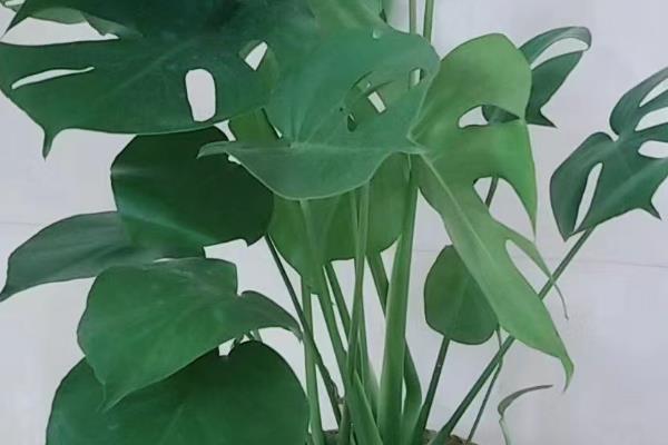 龟背竹叶片发黄的原因及解决方法，可能是土壤粘性较重所致