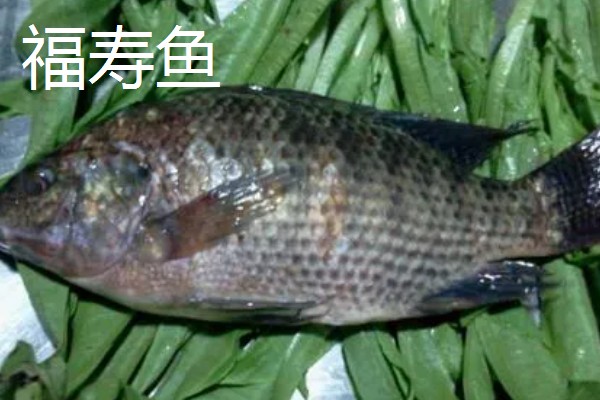 罗非鱼和巴沙鱼有什么区别，分类、形态特征、分布范围等方面不同