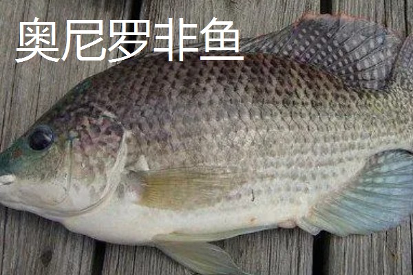 罗非鱼和巴沙鱼有什么区别，分类、形态特征、分布范围等方面不同