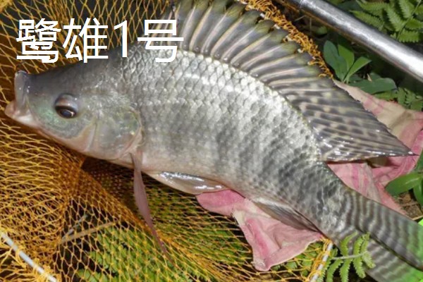 罗非鱼和巴沙鱼有什么区别，分类、形态特征、分布范围等方面不同