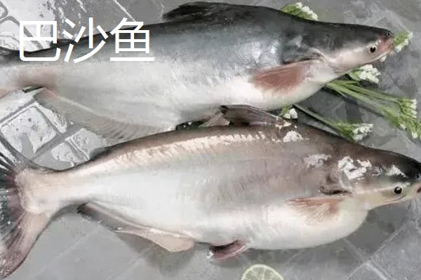 罗非鱼和巴沙鱼有什么区别，分类、形态特征、分布范围等方面不同