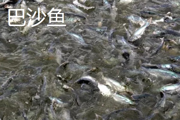 罗非鱼和巴沙鱼有什么区别，分类、形态特征、分布范围等方面不同