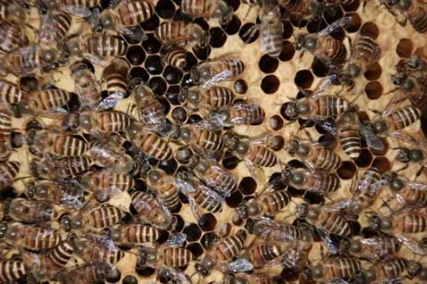 中蜂合并蜂群的原则，一般是弱群并入强群