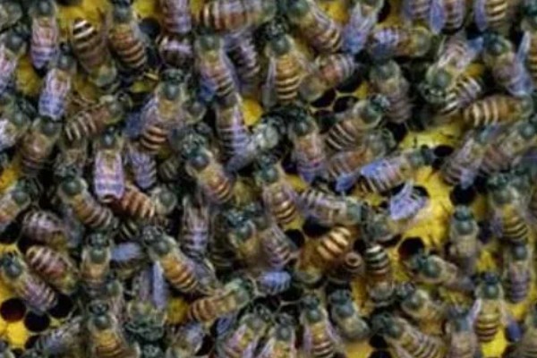 中蜂合并蜂群的原则，一般是弱群并入强群