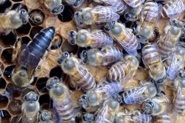中蜂合并蜂群的原则，一般是弱群并入强群