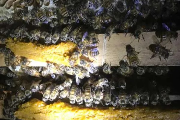 中蜂合并蜂群的原则，一般是弱群并入强群