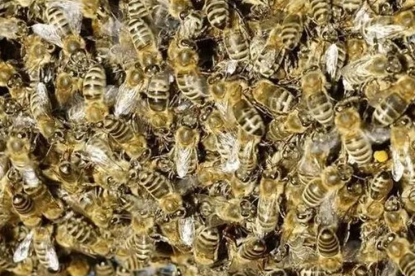 中蜂合并蜂群的原则，一般是弱群并入强群