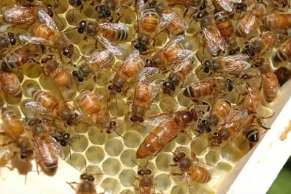 中蜂合并蜂群的原则，一般是弱群并入强群