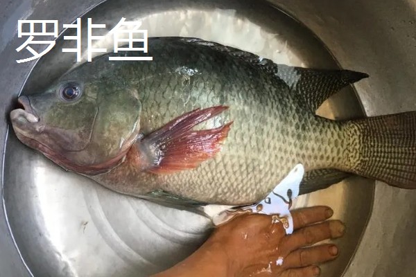 罗非鱼和巴沙鱼有什么区别，分类、形态特征、分布范围等方面不同