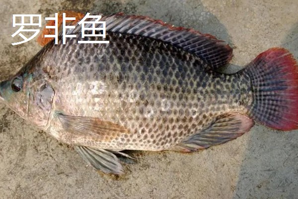 罗非鱼和巴沙鱼有什么区别，分类、形态特征、分布范围等方面不同