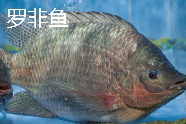 罗非鱼和巴沙鱼有什么区别，分类、形态特征、分布范围等方面不同