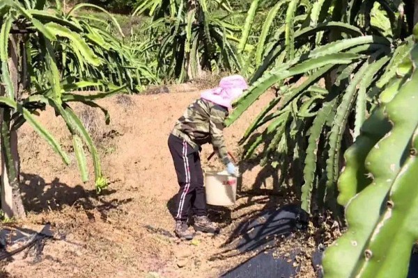 如何种植火龙果树,要保持较为适中的湿润度