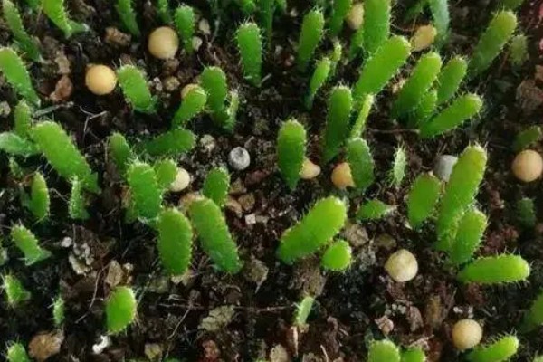 如何种植火龙果树,要保持较为适中的湿润度