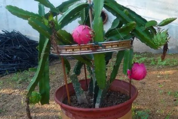 如何种植火龙果树,要保持较为适中的湿润度