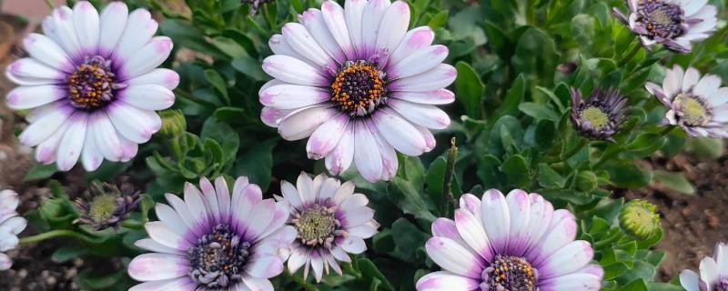 重瓣蓝目菊如何养殖，适宜的生长温度在18-26度