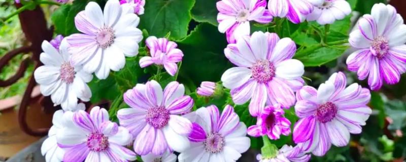 瓜叶菊一年四季都开花吗，花期主要集中于春夏季