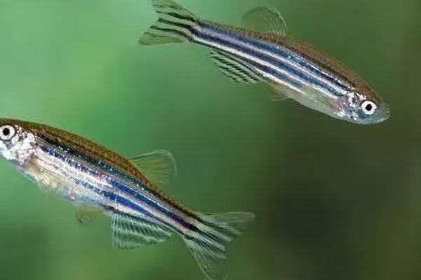 龙纹斑马鱼好养吗，是一种比较好养的鱼类