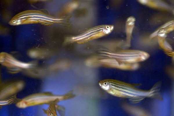 龙纹斑马鱼好养吗，是一种比较好养的鱼类