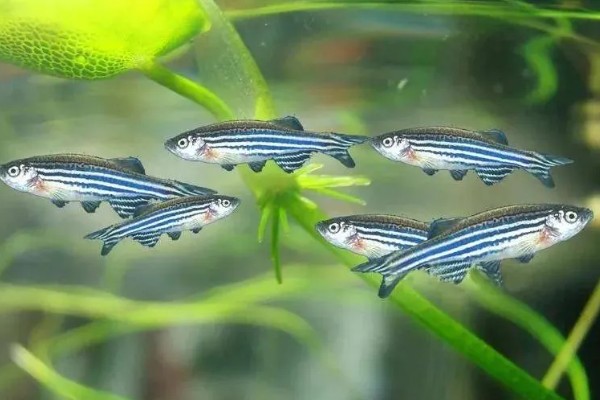 龙纹斑马鱼好养吗，是一种比较好养的鱼类