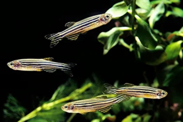 龙纹斑马鱼好养吗，是一种比较好养的鱼类