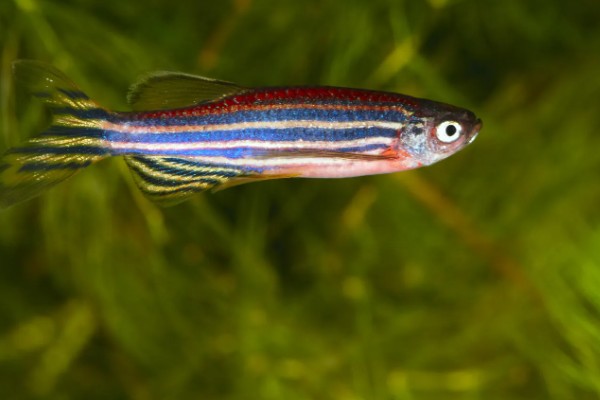 龙纹斑马鱼好养吗，是一种比较好养的鱼类