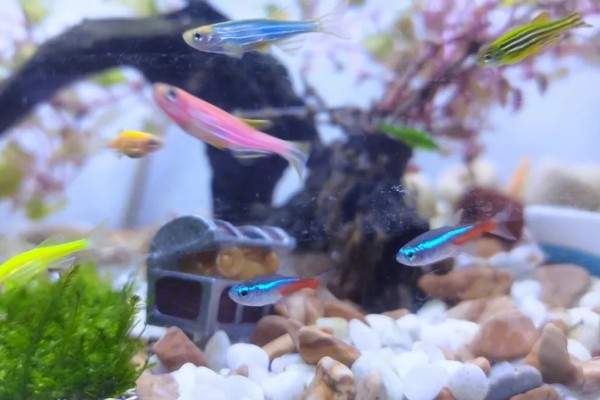 龙纹斑马鱼好养吗，是一种比较好养的鱼类