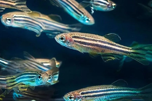 龙纹斑马鱼好养吗，是一种比较好养的鱼类