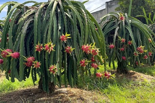 如何种植火龙果树,要保持较为适中的湿润度