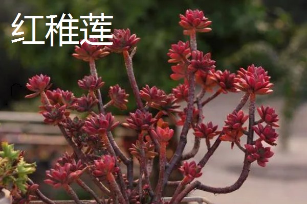 红稚莲和马库斯有什么区别，叶片颜色明显不同